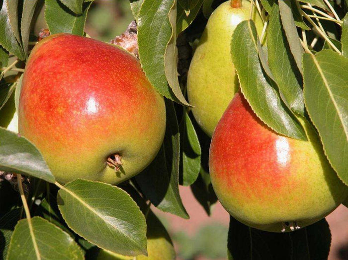 Gem European Pear - Raintree Nursery