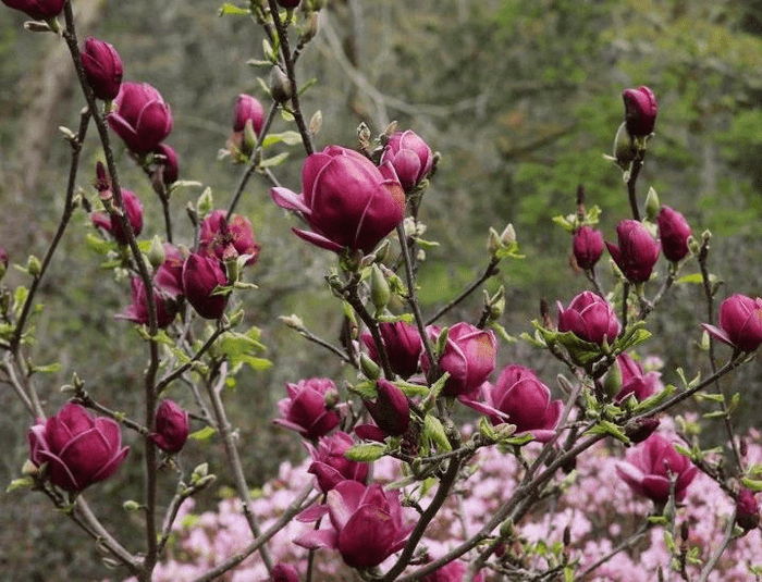 Genie Magnolia-Ornamentals-Briggs-1 Gallon Pot-
