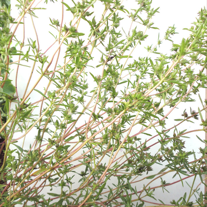German Thyme