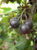 Giant Jostaberry-Berries-Whitman-Bareroot (1-2')-