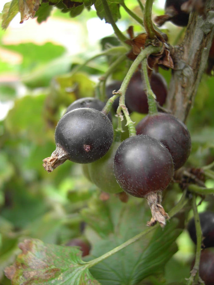 Giant Jostaberry-Berries-Whitman-Bareroot (1-2')-