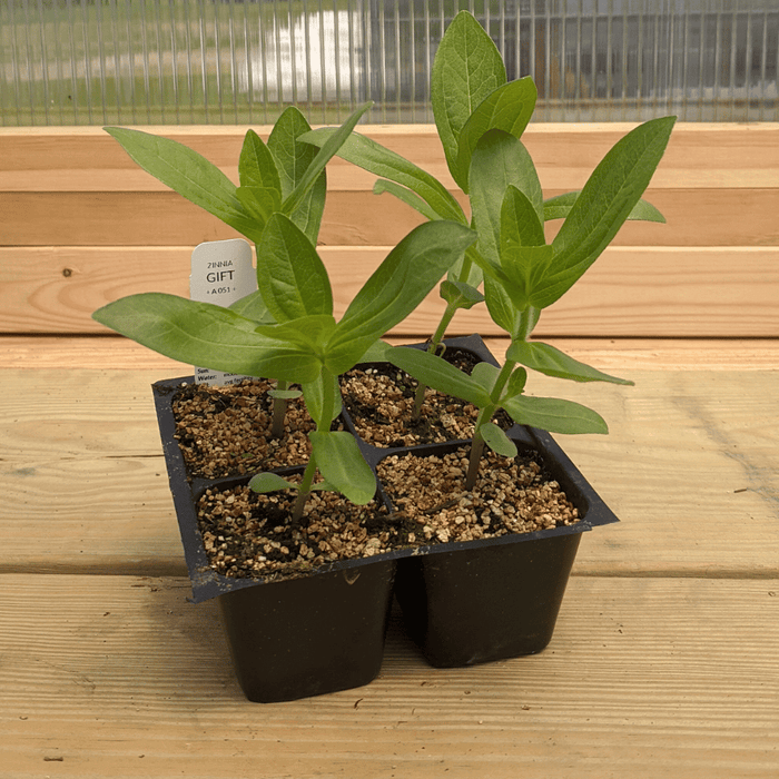 Gift Zinnia Seedlings