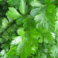 Gigante d'Italia Parsley Seedlings