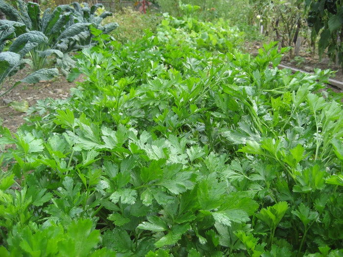 Gigante d'Italia Parsley Seedlings