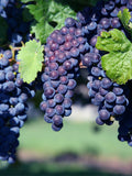 Glenora Seedless Grape - Raintree Nursery