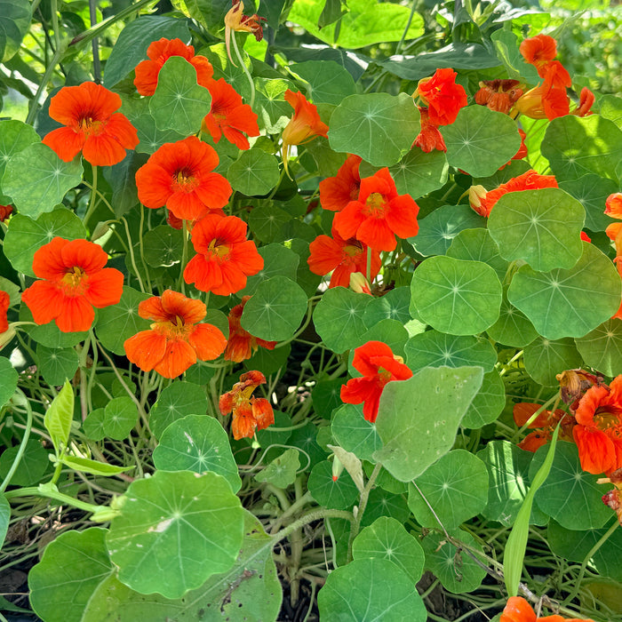 Glorious Gleam Nasturtium