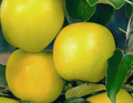Golden Delicious Apple