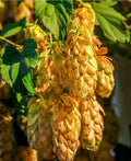 Golden Hops - Raintree Nursery