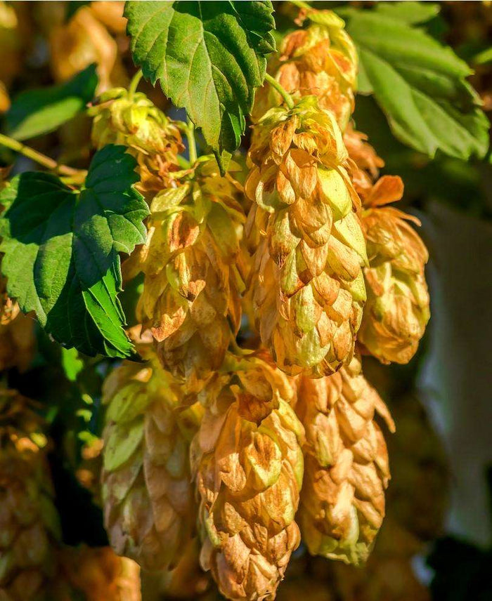 Golden Hops - Raintree Nursery