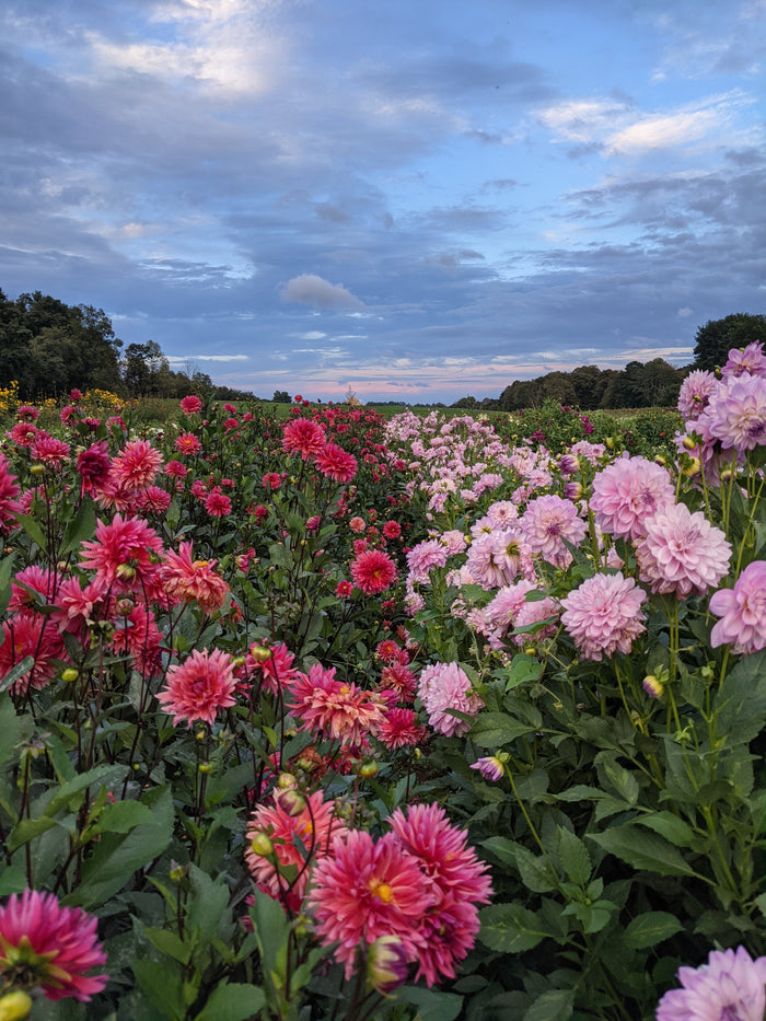 Golden Hour U-Pick Dahlia Night - Sept 24 - 4:30 to 7:30pm