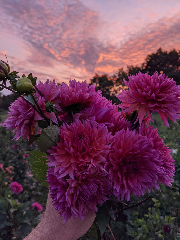 Golden Hour U-Pick Dahlia Night - Sept 24 - 4:30 to 7:30pm