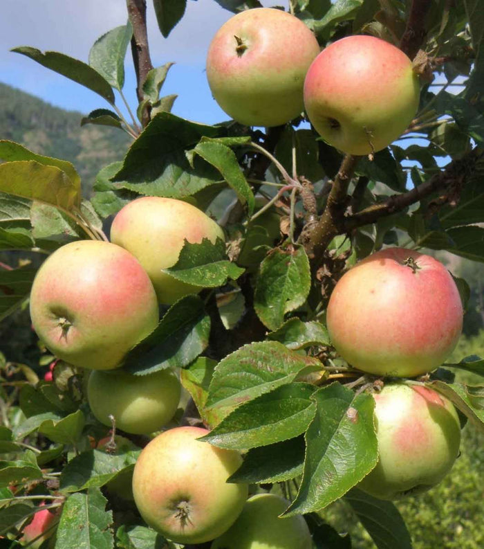 Golden Sentinel Columnar Apple - Raintree Nursery
