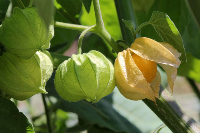 Goldenberry - Raintree Nursery