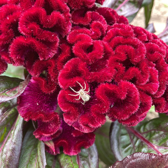 Goth Garden Flower Mix