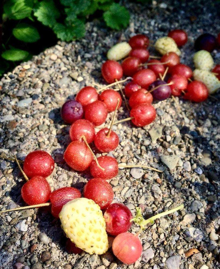 Goumi Sweet Scarlet - Raintree Nursery