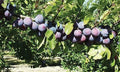 Gras Ameliorat European Plum-Fruit Trees-Biringer-Dwarf (4'-5')-