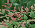 Gulf Stream Heavenly Bamboo - Raintree Nursery