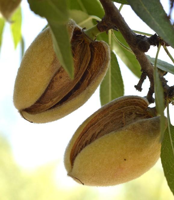 Hall's Hardy Almond - Raintree Nursery