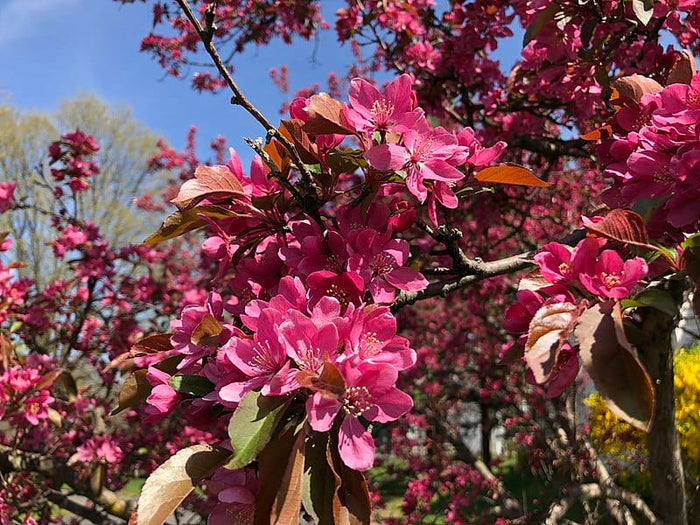 Hansen's Red Fleshed Crabapple-Fruit Trees-Biringer-Dwarf (4'-5')-