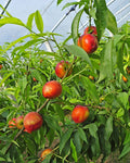 Hardired Nectarine