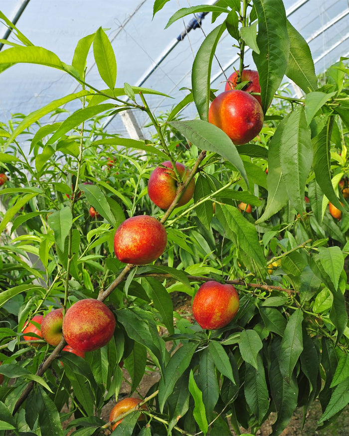Hardired Nectarine