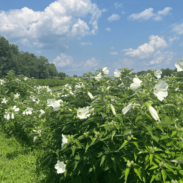 Hardy Hibiscus