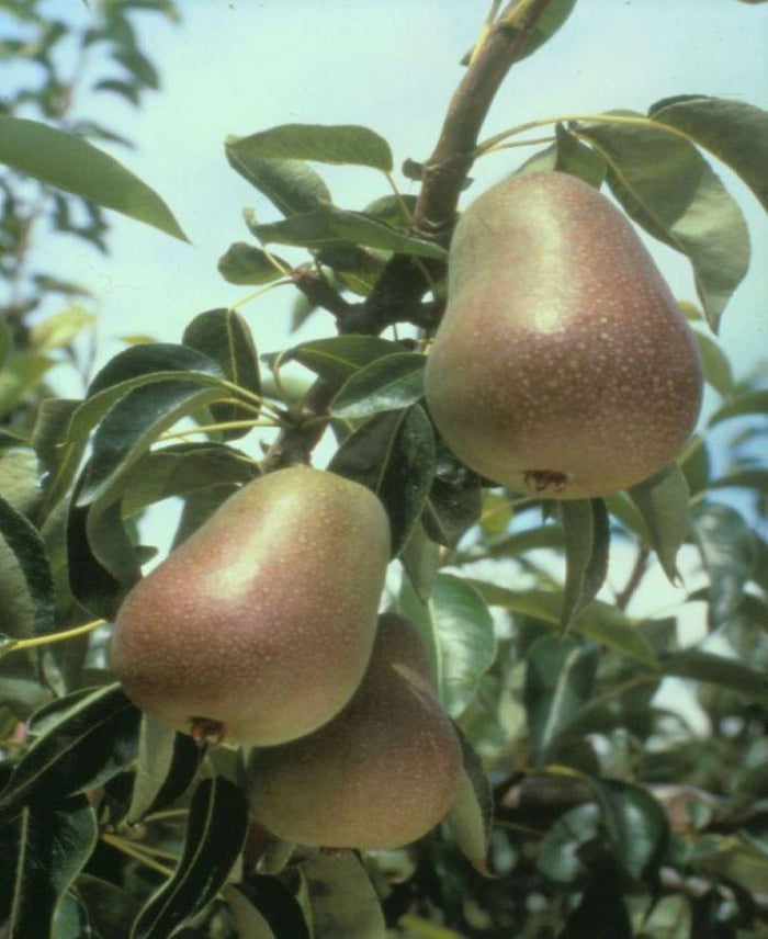 Harrow Delight European Pear - Raintree Nursery
