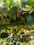 Hayward Fuzzy Kiwi - Raintree Nursery
