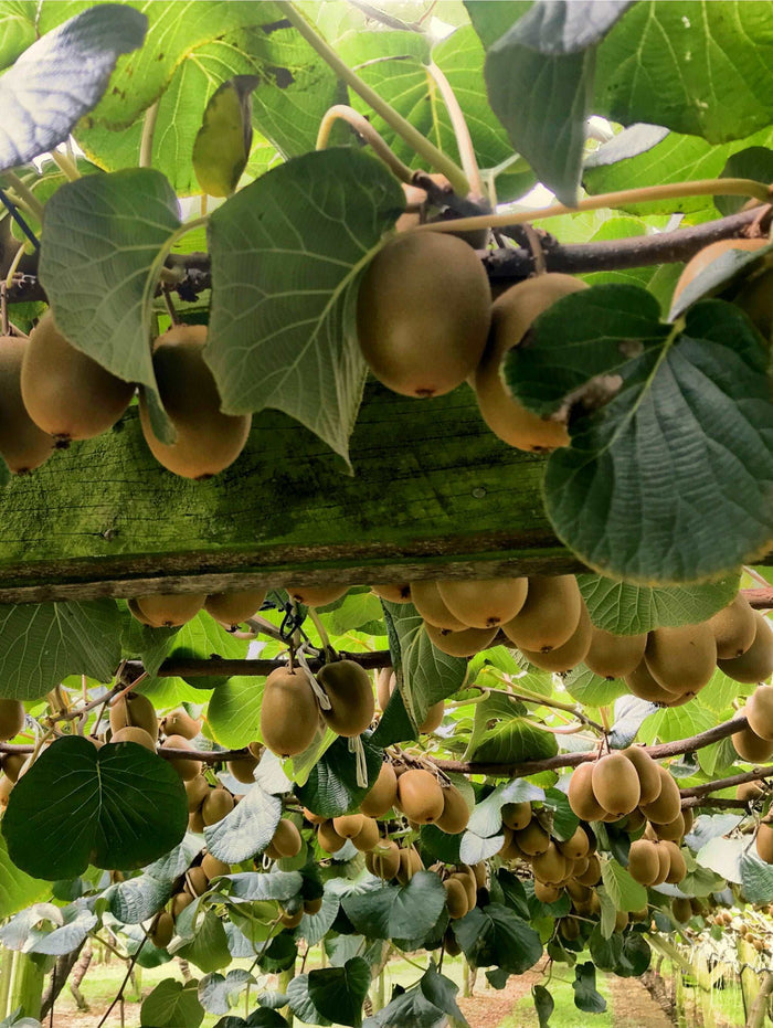 Hayward Fuzzy Kiwi - Raintree Nursery