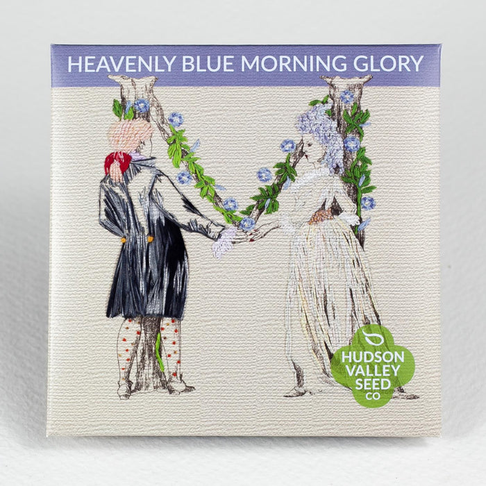 Heavenly Blue Morning Glory Seedlings