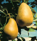 Highland European Pear - Raintree Nursery