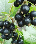 Hilltop Baldwin Black Currant - Raintree Nursery