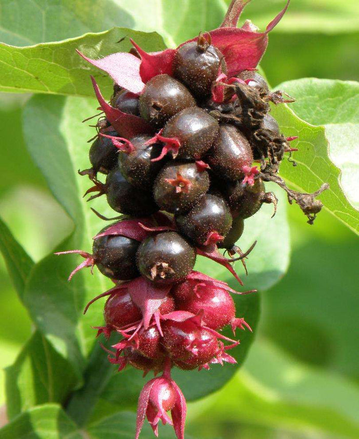 Himalayan Honeysuckle - Raintree Nursery