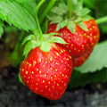Holiday Strawberry - Raintree Nursery