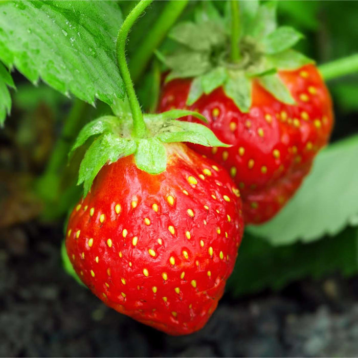 Holiday Strawberry - Raintree Nursery