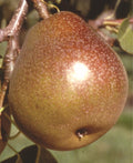 Honey Sweet European Pear - Raintree Nursery