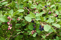 Honeywood Serviceberry