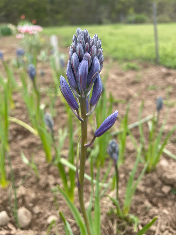 Hyacinthoides hispanica 'Excelsior'