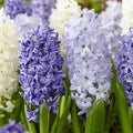 Hyacinthus Orientalis 'Mixture the Blues'