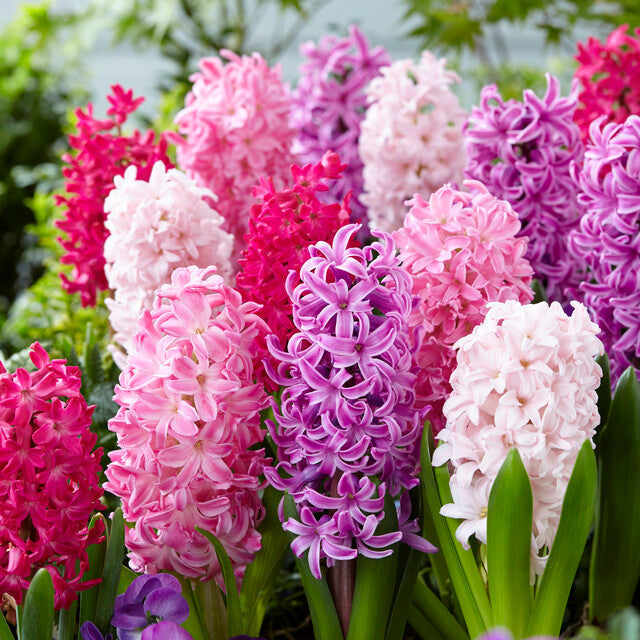 Hyacinthus Orientalis 'Mixture the Pinks'