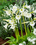 Hymenocallis 'Festalis'