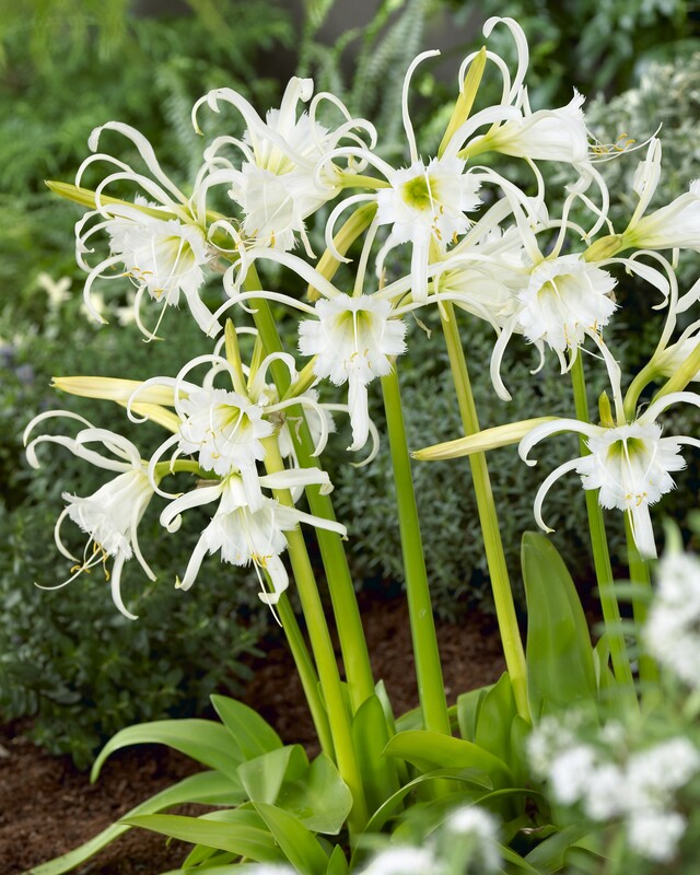 Hymenocallis 'Festalis'