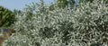 Iceberg Alley® Salix First Editions®-Ornamentals-Alpha-2 Gallon Pot-