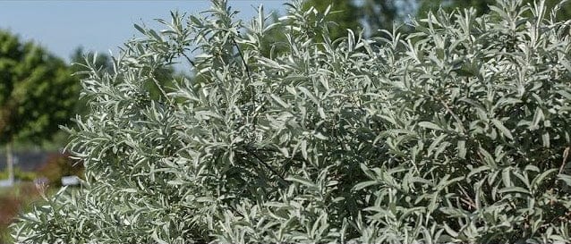 Iceberg Alley® Salix First Editions®-Ornamentals-Alpha-2 Gallon Pot-