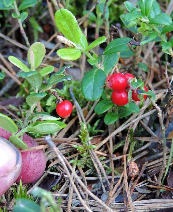 Ida Lingonberry - Raintree Nursery