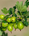 Invicta Gooseberry - Raintree Nursery