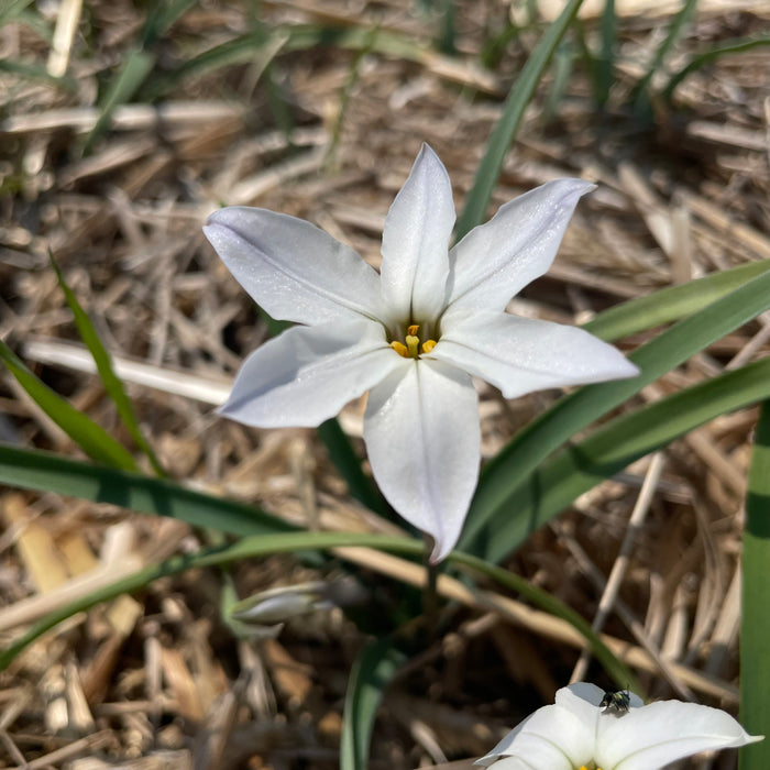 Ipheion uniflorum 'Alberto Castillo'