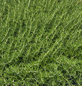 Irene™ Rosemary