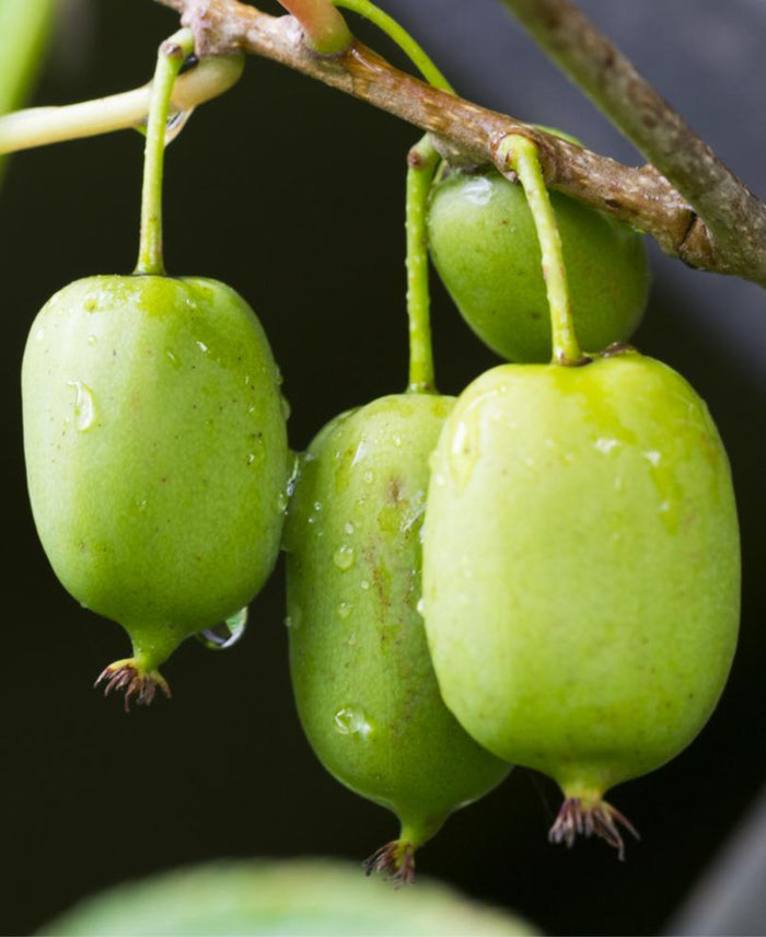 Issai Hardy Kiwi - Raintree Nursery