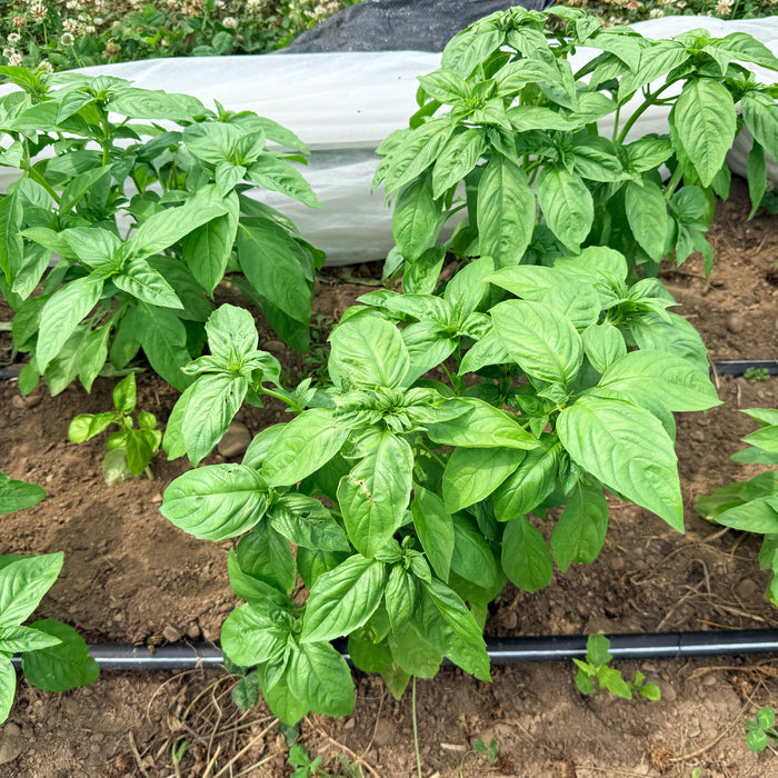 Italian Large Leaf Basil Seedlings